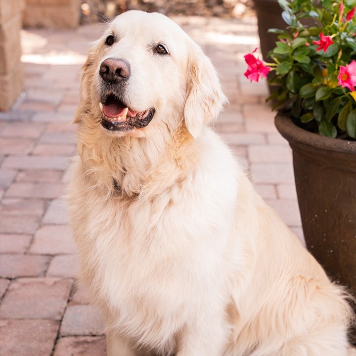 alfie pet at dental office